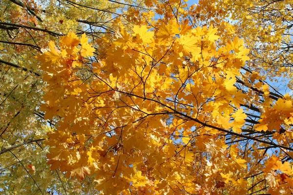 秋天公园与美丽的黄色叶子在地面 — 图库照片