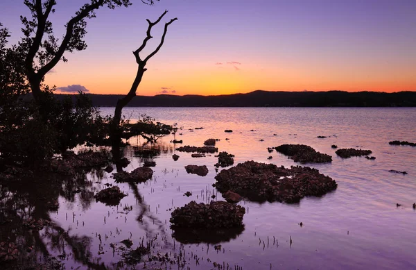 Tidal Shallows Sundown Tidal Estuaries Aquatic Nursery Variety Sealife — Stock Photo, Image