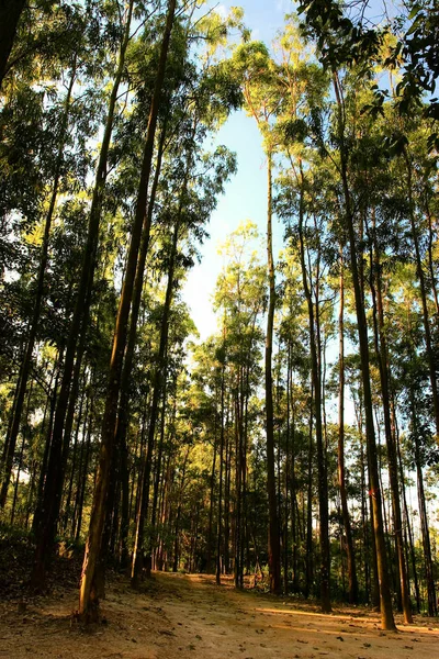 Camino Bosque Bajo Día Soleado — Foto de Stock