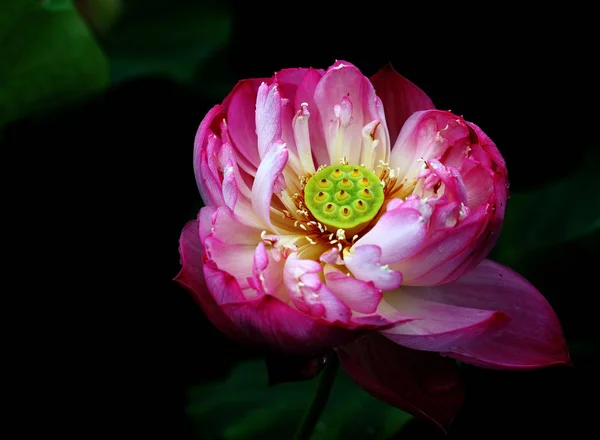 明亮美丽的玫瑰花盛开的花朵在阳光下 — 图库照片