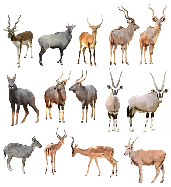 Colección Antilope Masculino Aislado Sobre Fondo Blanco — Foto de Stock
