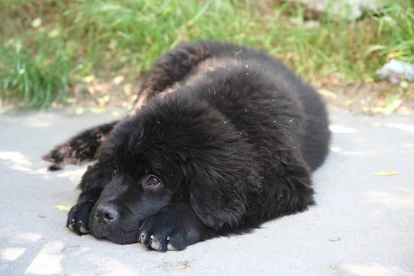 ニューファンドランド犬は路上で手抜きのかわいい子犬 — ストック写真