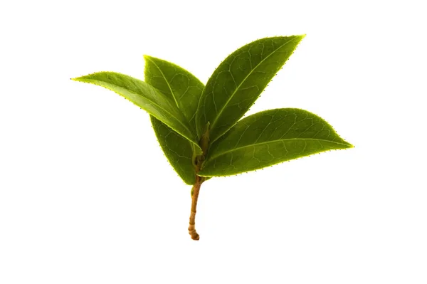 Fresh Tea Branch Isolated White Background — Stock Photo, Image