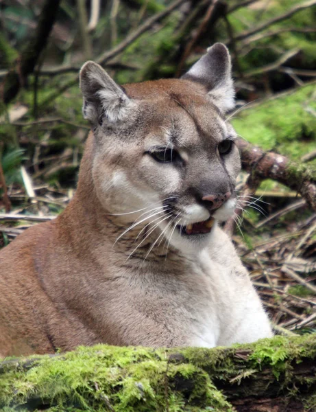 Puma Mountain Lion Foto Taget Vid Northwest Trek Wildlife Park — Stockfoto