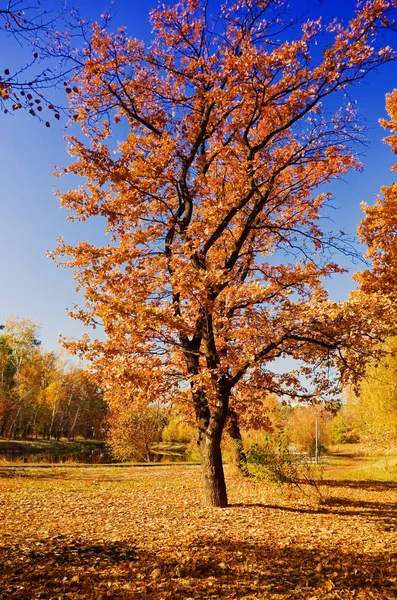 Őszi Park Napsütéses Napon — Stock Fotó