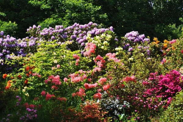 Nahaufnahme Der Schönen Blume — Stockfoto