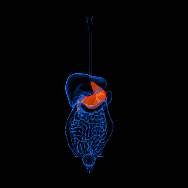 Sistema Digestivo Humano Estómago Color Rojo Vista Frontal — Foto de Stock