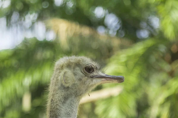 東南アジア 自然の風景 エキゾチックな植物相および動物群 — ストック写真