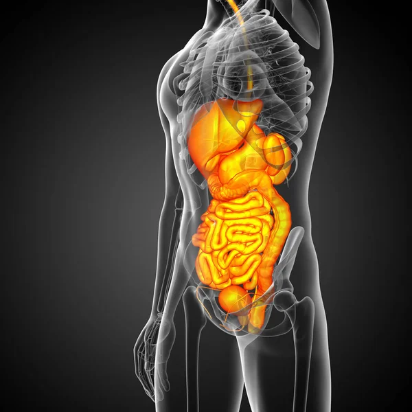 Hacer Ilustración Médica Del Sistema Digestivo Humano Vista Lateral — Foto de Stock