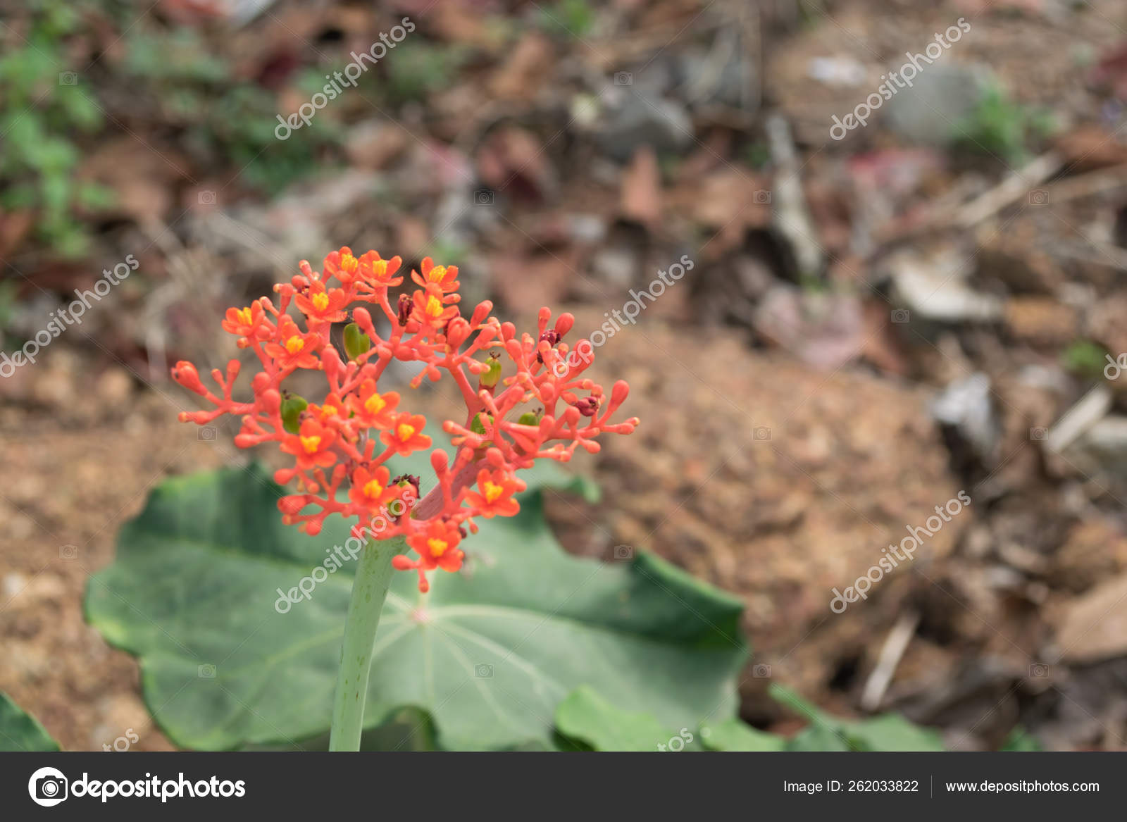 Buddha Belly Plant Bottleplant Shrub Jatropha Podagrica Wong Ornamental Timber Stock Photo Image By C Yayimages 262033822