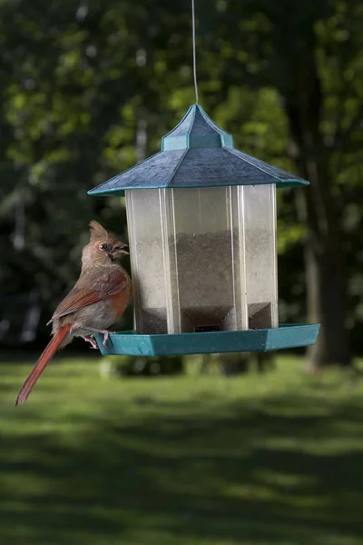 Female Cardinal Feeding Seed Surprise Something — Stock Photo, Image