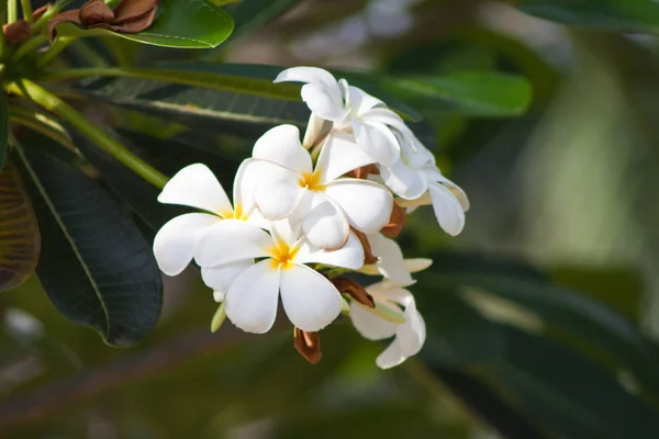 Κλάδος Τροπικών Λουλουδιών Frangipani Plumeria — Φωτογραφία Αρχείου