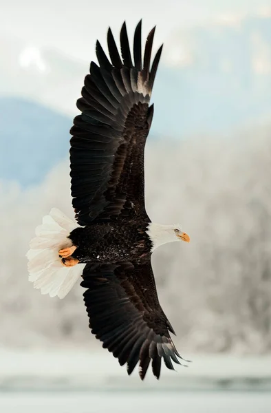 Vliegende Bald Eagle Sneeuw Bedekte Bergen Behoud Van Alaska Chilkat — Stockfoto
