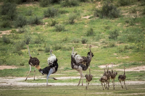 Kalagadi トランス フロンティア公園 南アフリカのダチョウの家族 — ストック写真