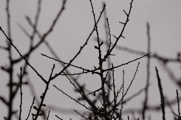 树枝剪影宏和灰色的冬季天空 选择性聚焦 — 图库照片