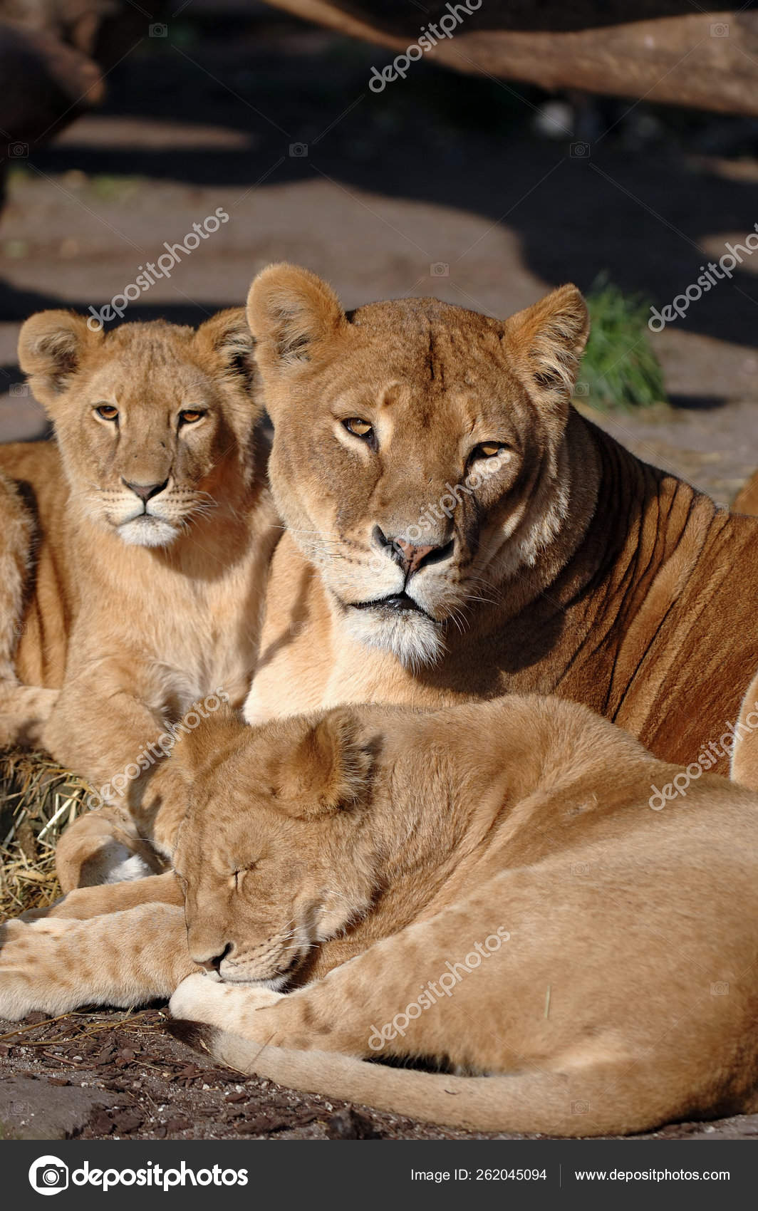 Lion Mother Whit Her Small Babies Stock Photo by ©YAYImages 262045094