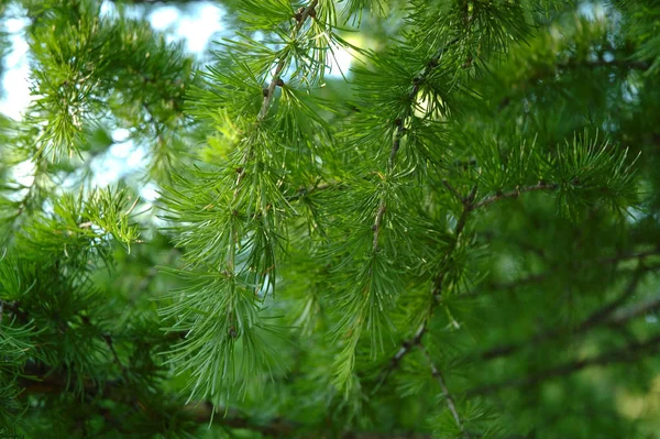 Conifer Branchlets Spruce Brightly Green Needles Summer Nature Background — Stock Photo, Image