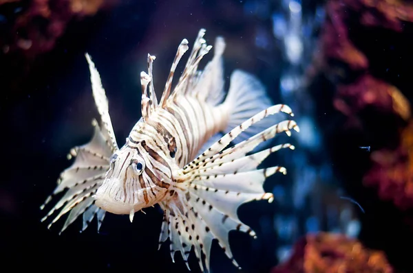 Lion Fish Fish Museum — Stock Photo, Image