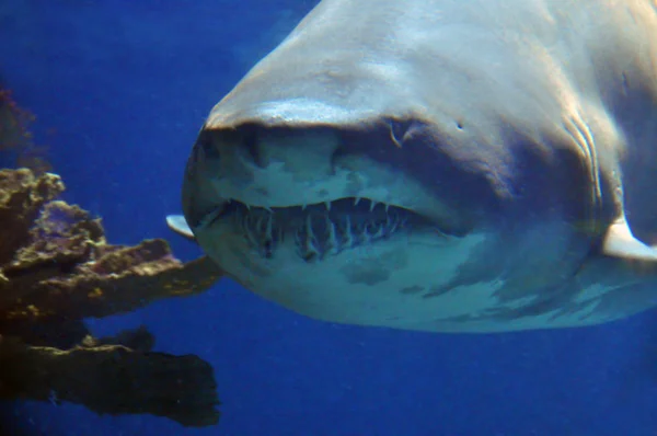 View of a large ragged tooth shark swimming in an aquarium from an underwater tunnel in Barcelona