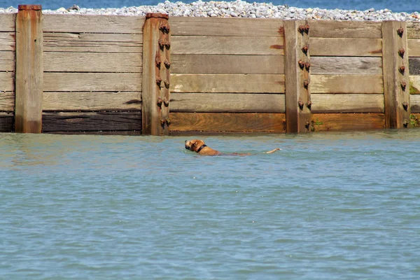 Hund Schwimmt Meer — Stockfoto