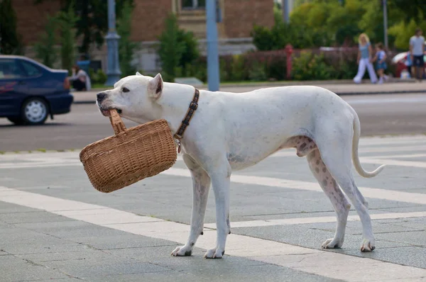 Akıllı Bir Arjantinli Köpek Ağzında Bir Sandık Ile Ayakta — Stok fotoğraf