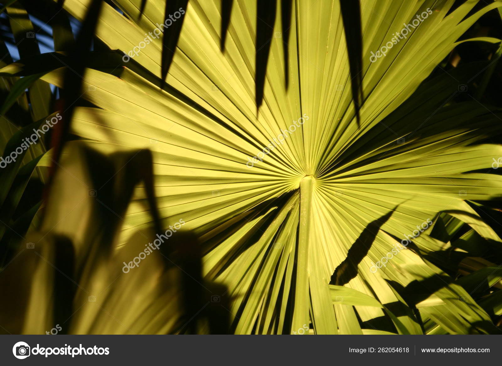 Palm Leaf Lit Night Gardens Light Stock Photo by ©YAYImages 262054618