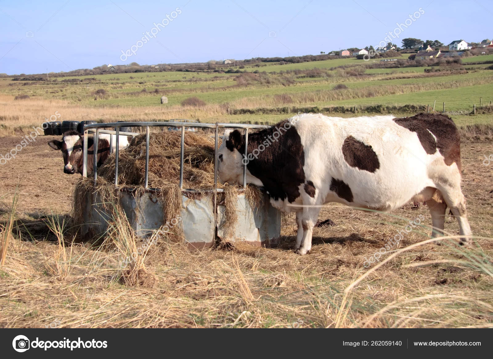 Irish Cattle Feed Silage Feeder Kerry Ireland Stock Photo