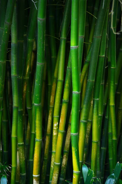 Tallo Bambú Verde Jardín Japonés —  Fotos de Stock