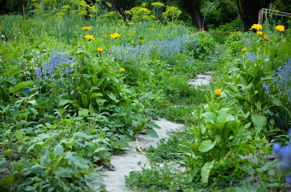 园林设计步行方式背景与美丽的绿色植物 鲜花和小路 — 图库照片