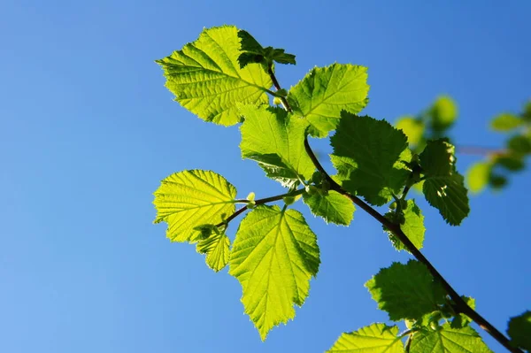green young hazel leaves backlight against a blue sky
