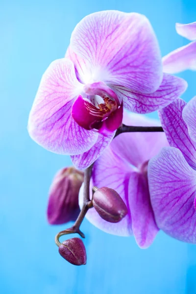 Orquídea Exótica Conceito Fresco Orgânico — Fotografia de Stock