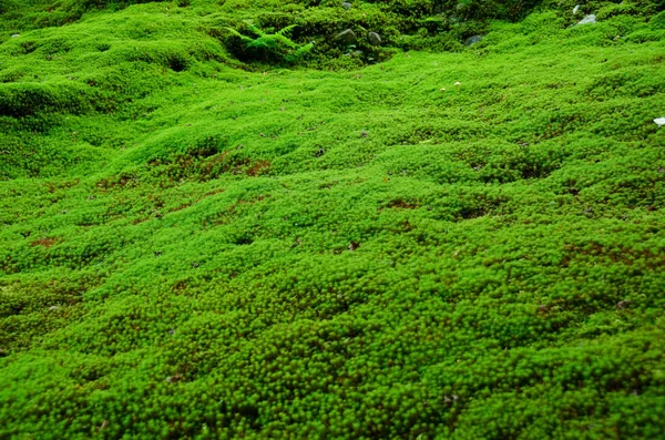 森林地面上的绿色苔藓制成的天然地毯 绿色背景 — 图库照片