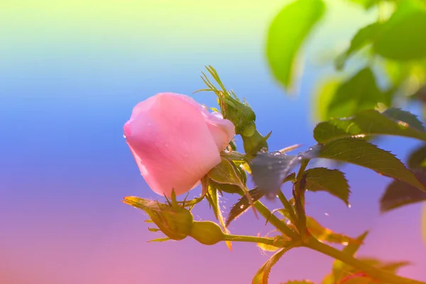 Floraison Rose Fleur Dans Jardin Rose Rose Fleur Rose — Photo