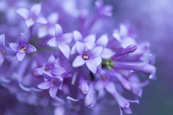 Крупним Планом Красиві Бузкові Квіти Фон — стокове фото