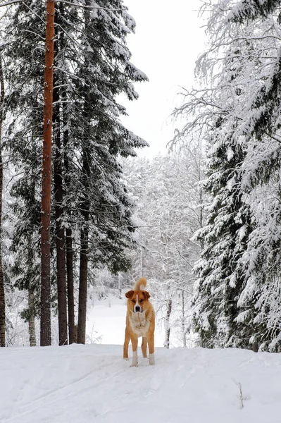 Rotschopfstreunender Hund Wald — Stockfoto