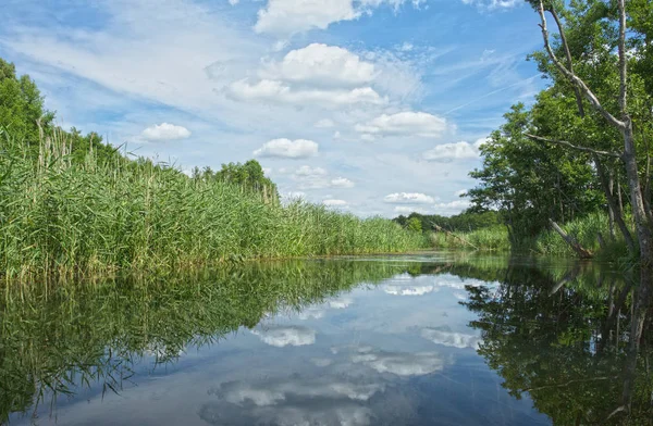 Polsko Létě Pomerania Brda Řeka Divoké Neregulovaná Řeka Tekoucí Malebně — Stock fotografie