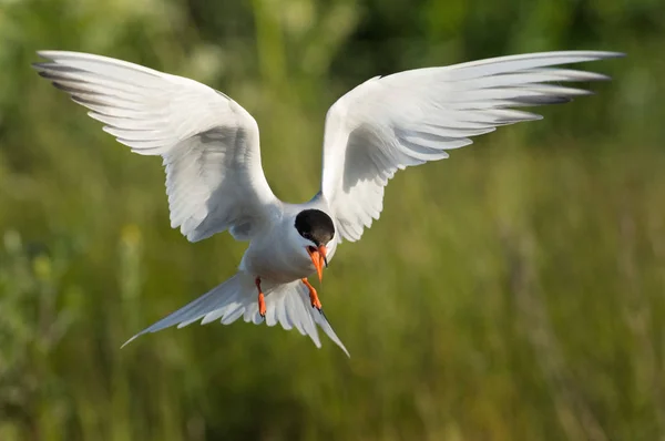 Common Tern Seabird Tern Family Sternidae Bird Has Circumpolar Distribution — Stock Photo, Image