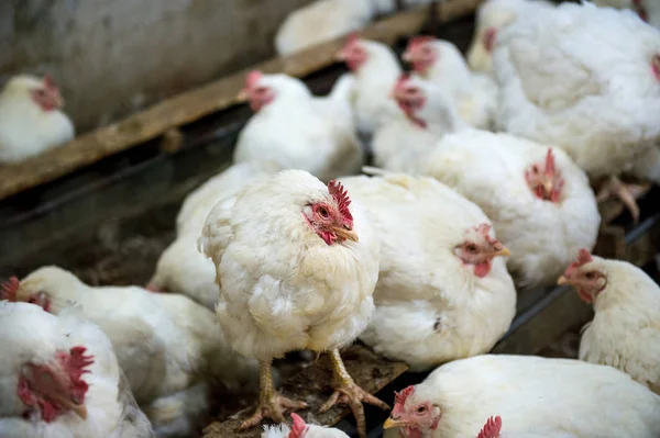 Pollo Enfermo Pollo Triste Granja Epidemia Gripe Aviar Problemas Salud — Foto de Stock
