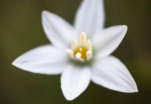 Ornithogalum Umbellatum Betlehem Csillaga Fehér Virága Közelről — Stock Fotó