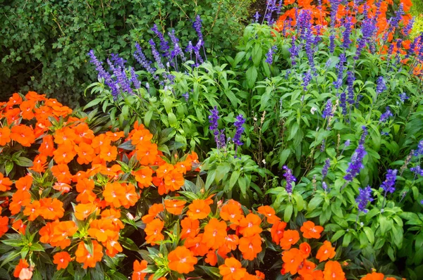 Blumenbeete Aus Lupinen Und Mohn — Stockfoto