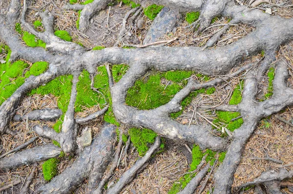 Коріння Дерев Лишайник Землю Карпатах — стокове фото