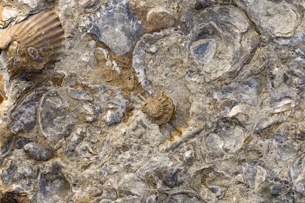 Rocas Con Fósiles Incrustados Whitby —  Fotos de Stock