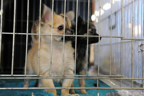 Lindo Cachorros Chihuahua Cerrado Dentro Mascota Portador — Foto de Stock