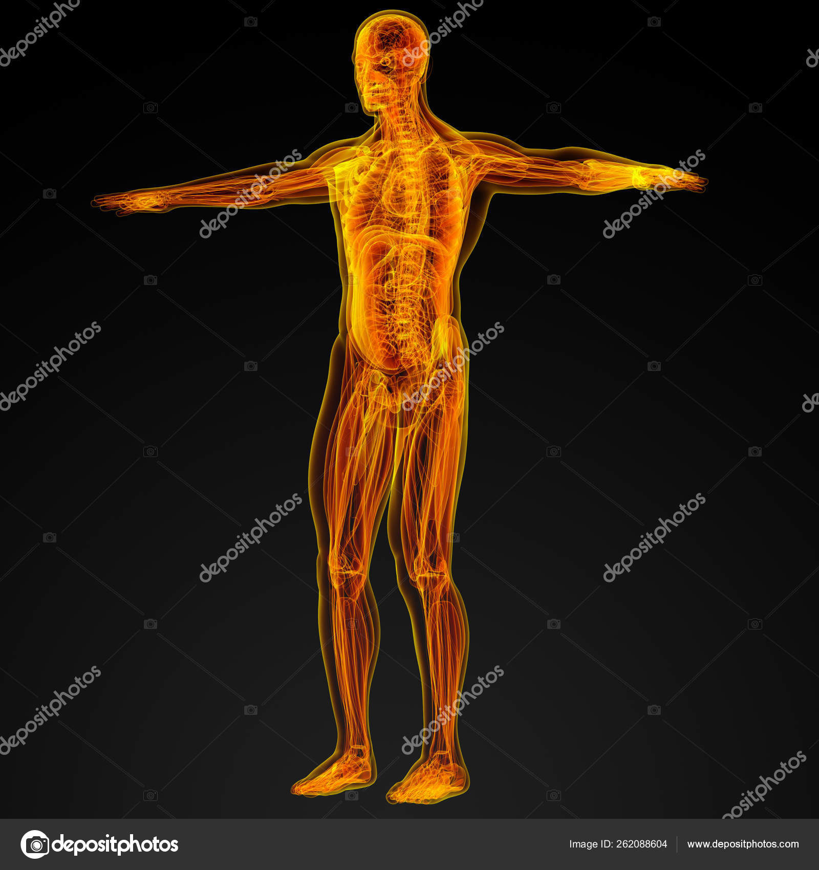 Render Illustration Human Anatomy Side View — Stock Photo © YAYImages