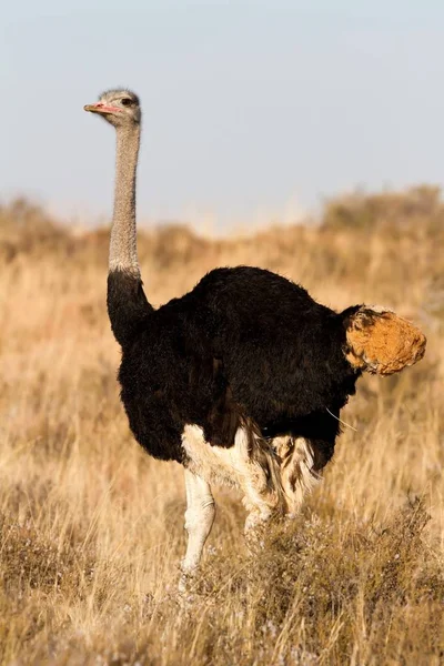 アフリカの草原に立つ孤独な雄ダチョウ — ストック写真