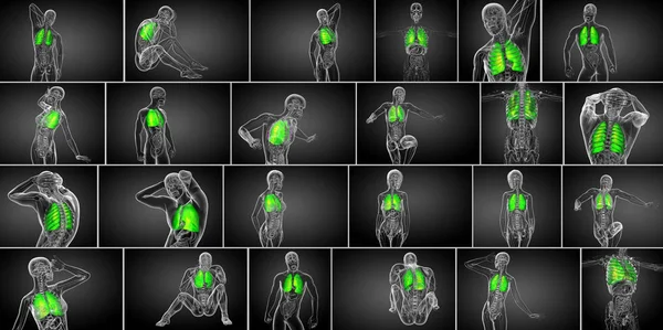 Renderização Ilustração Médica Pulmão Humano — Fotografia de Stock