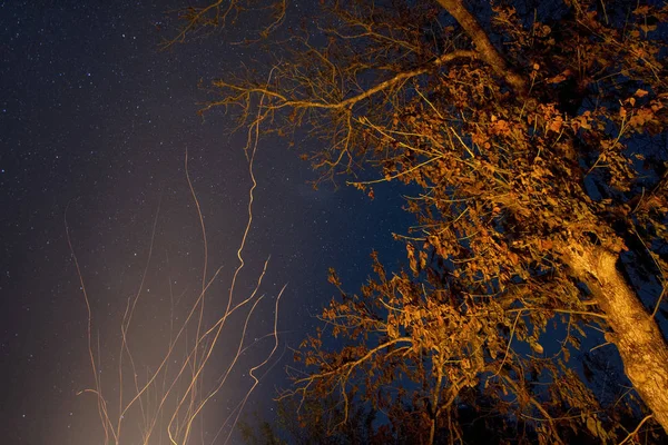 Fuego Exposición Larga Cerca Árbol Por Noche — Foto de Stock