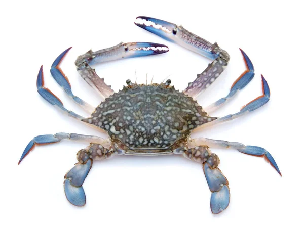 Crabe Bleu Isolé Sur Fond Blanc — Photo