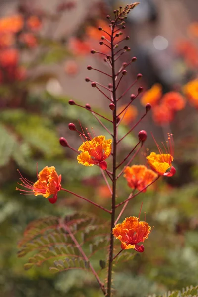 Flor Del Pavo Real Científicamente Conocida Como Caesalpinia Pulcherrima Parte —  Fotos de Stock