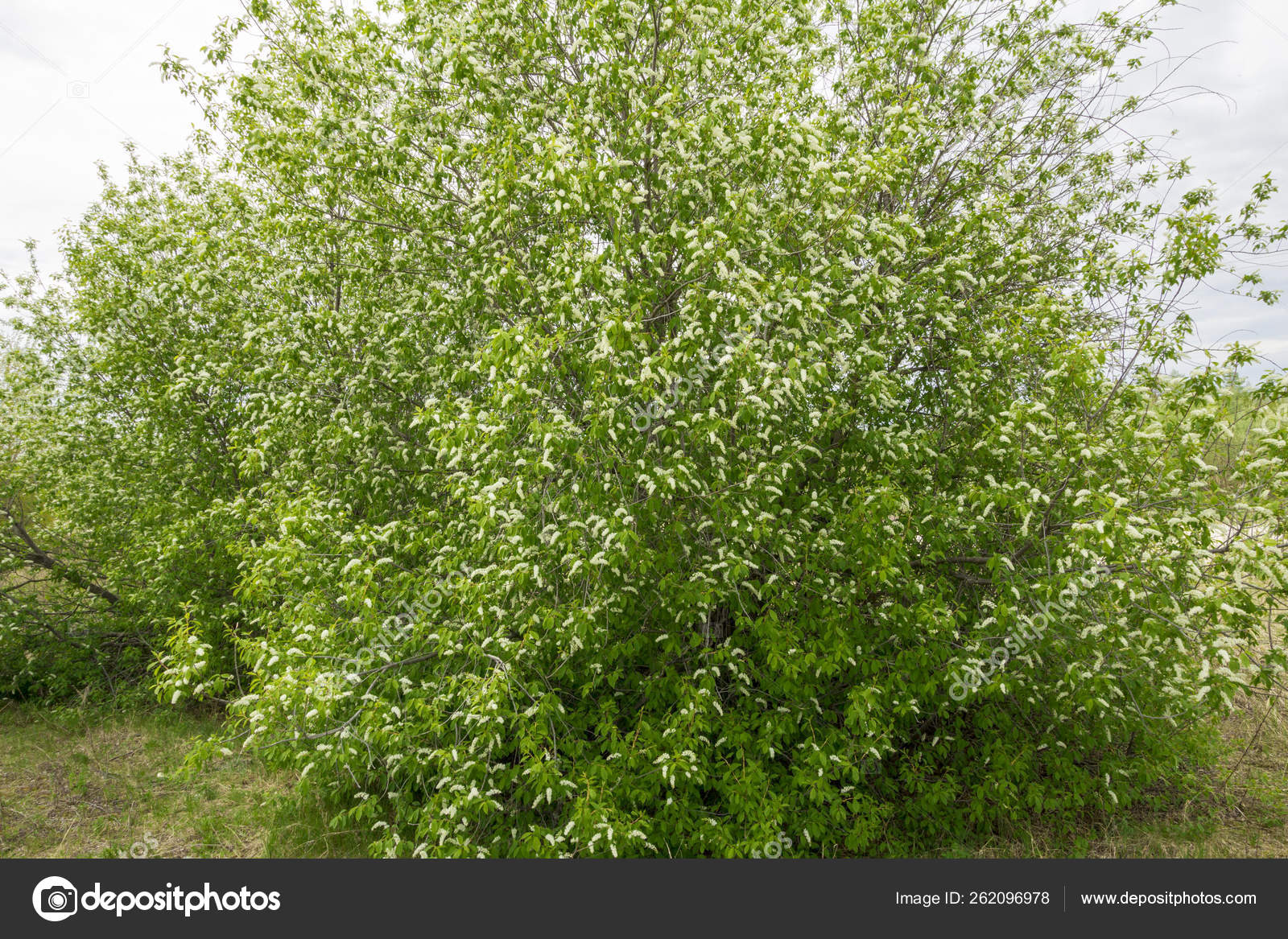 Пришла Весна Расцвела Белоснежная Вишня Стоковое Фото ©YAYImages.